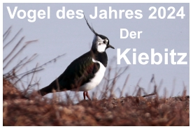 Vogel des Jahres 2024   Der   Kiebitz