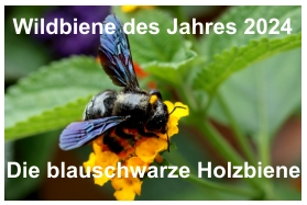 Wildbiene des Jahres 2024 Die blauschwarze Holzbiene
