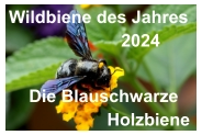 Wildbiene des Jahres                         2024    Die Blauschwarze                     Holzbiene