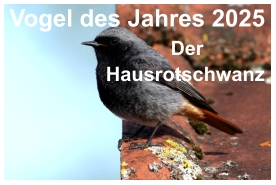 Vogel des Jahres 2025   Der   Hausrotschwanz
