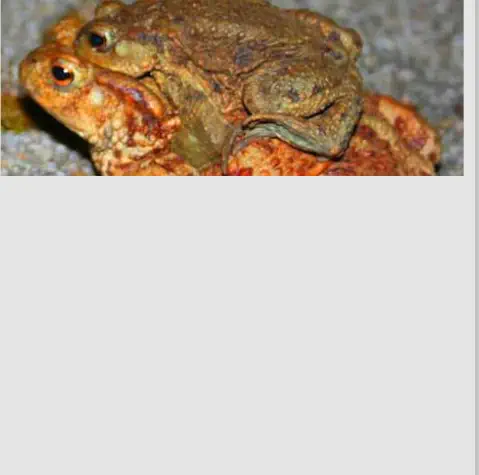 Kröten im Doppelpack: Weibchen unten, Männchen oben  bei der Wanderung zum Blankenlocher Baggersee.  Seit vielen Jahren unterstützen wir die  heimischen Vögel und Fledermäuse durch  Aufhängen und jährliches Pflegen von ver- schiedenen Nisthilfen,ein Beitrag zum Erhalt  der Artenvielfalt in Stutensee. Wir würden  uns freuen, wenn Sie dabei mithelfen  würden.